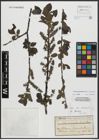 Foto von Salix appendiculata Vill. x Salix caprea L.